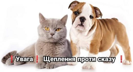До уваги власників домашніх улюбленців, проживаючих у селищі Димер по вул.Покровська