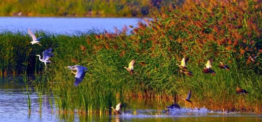 2 лютого - Всесвітній день водно-болотних угідь